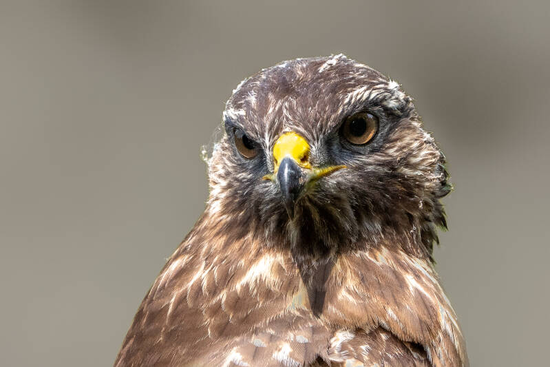 buizerd-14-standard.jpg