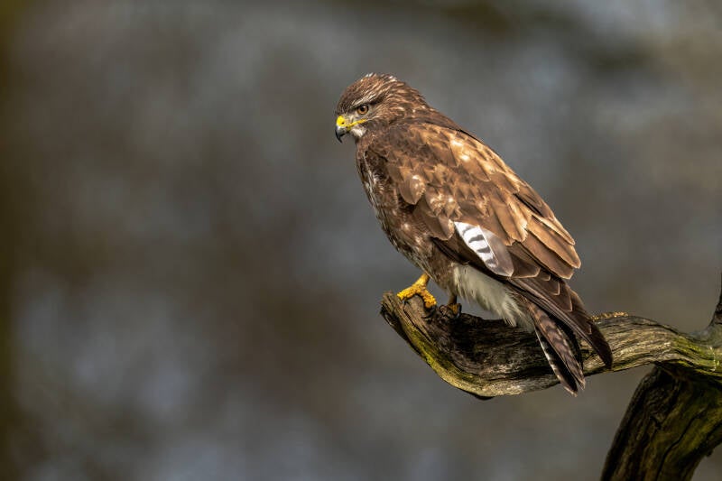 buizerd-15-2.jpg
