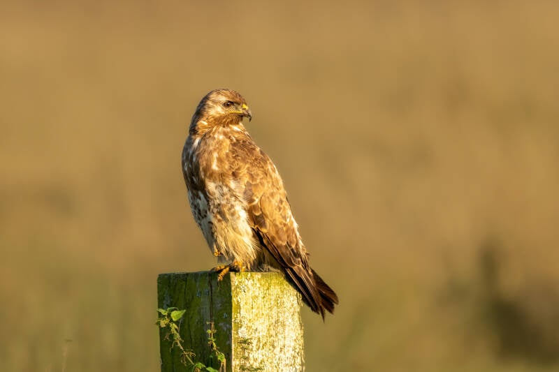 Buizerd