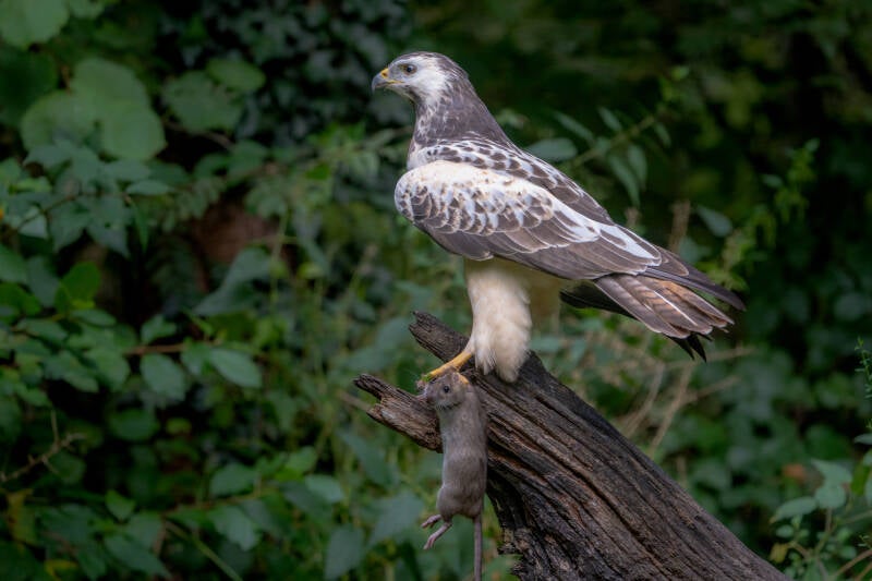 Buizerd, Vledder, 01-10-2021