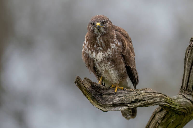 Buizerd, Rijssen, 13-04-2023