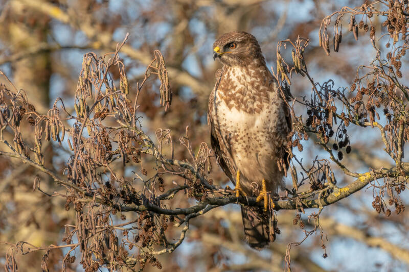 Buizerd, Onnerpolder, 30-12-2019