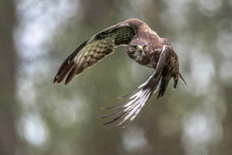 Buizerd, Rijssen, 13-04-2023