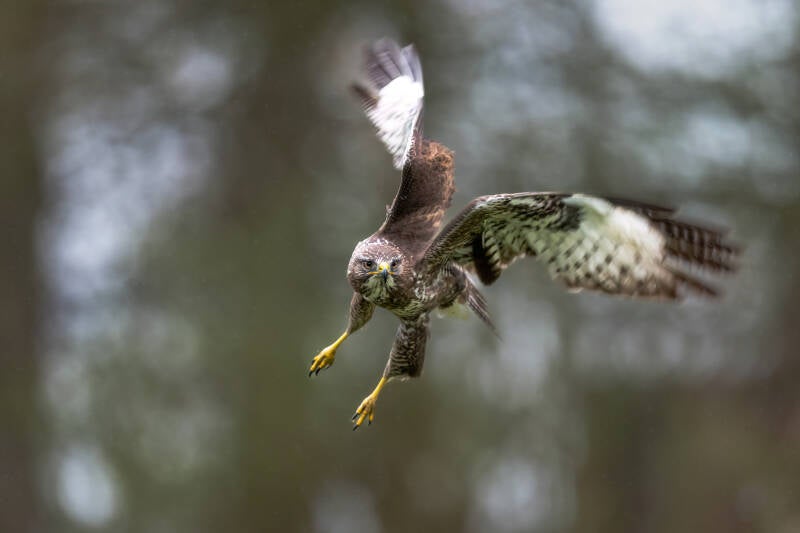 Buizerd, Rijssen, 13-04-2023