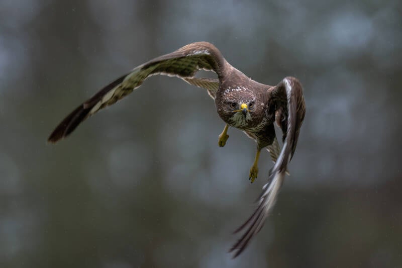 Buizerd, Rijssen, 13-04-2023