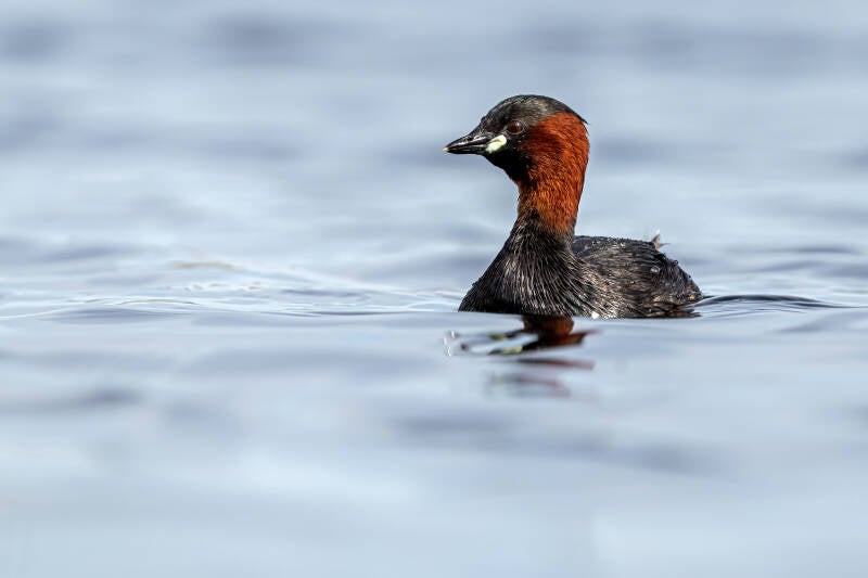 Dodaars, Diependal, 04-05-2023