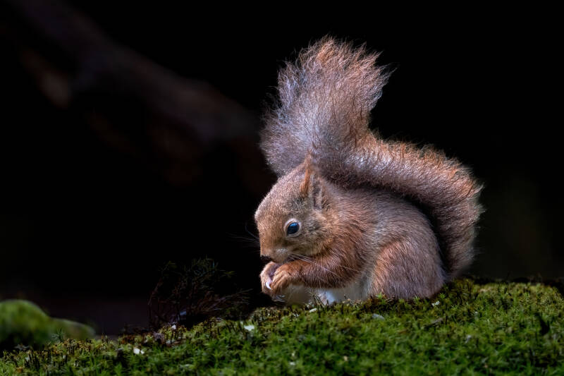 Eekhoorn, Holten, 31-03-2023