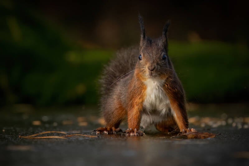 Eekhoorn, Sallandse heuvelrug, 21-11-2024