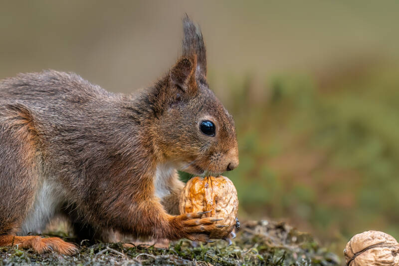 Eekhoorn, Holten 11-05-2023