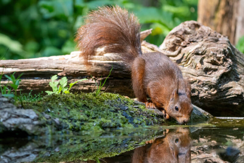 Eekhoorn, Vledder, 03-06-2021