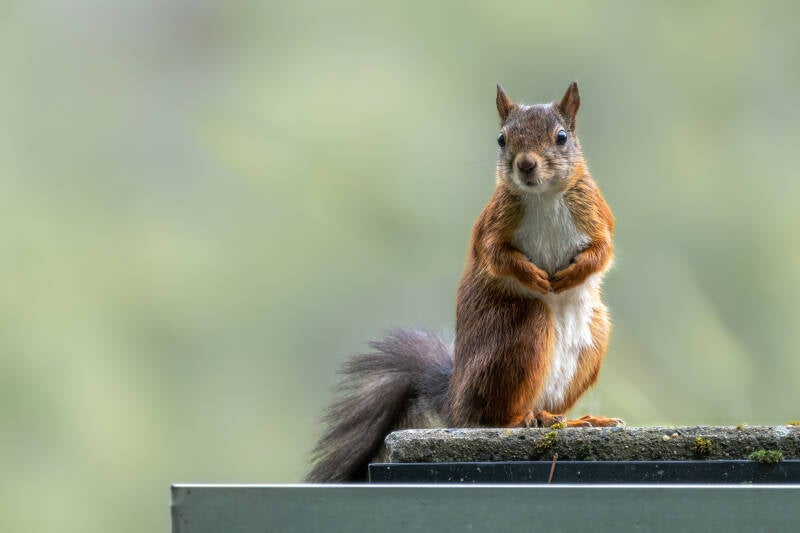 Eekhoorn, tuin, 01-07-2022