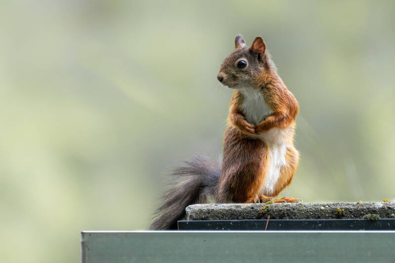 Eekhoorn, tuin, 01-07-2022