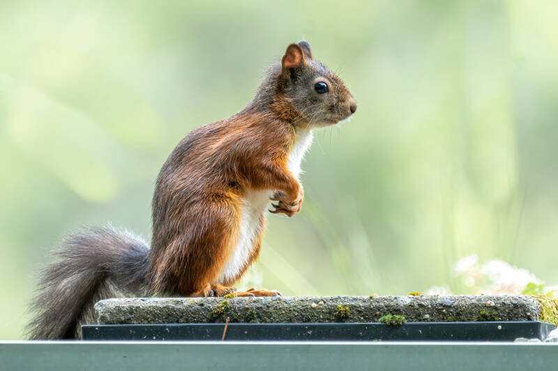 Eekhoorn, tuin, 01-07-2022
