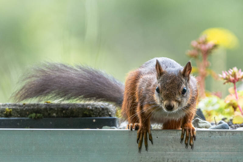 Eekhoorn, tuin, 01-07-2022