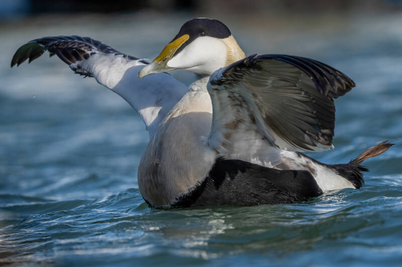 Eider, Vlieland, 25-02-2022