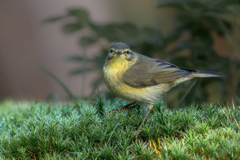 Fitis, Lemelerberg, 14-09-2023