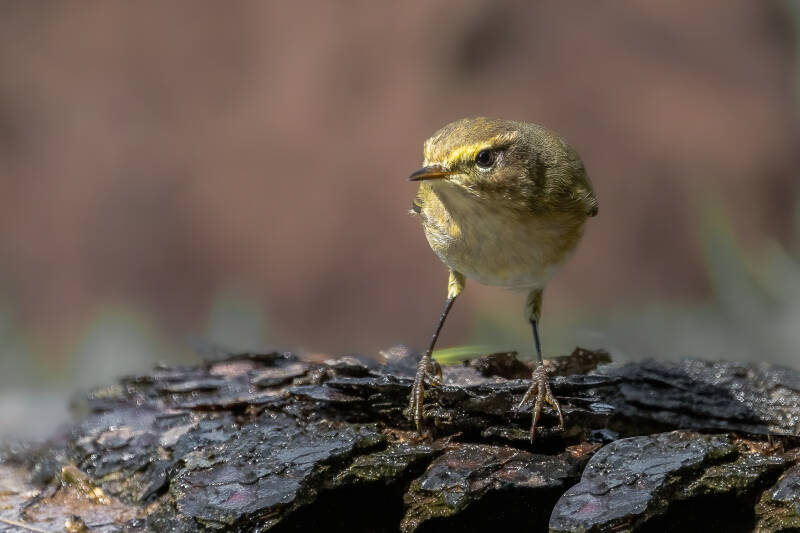 Fitis, Lemelerberg, 14-09-2023