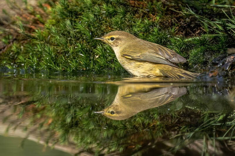 Fitis, Lemelerberg, 14-09-2023