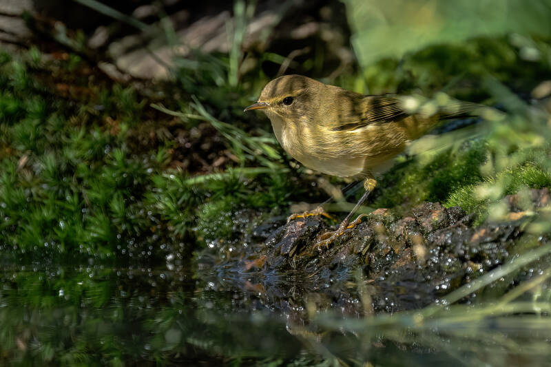 Fitis, Lemelerberg, 14-09-2023