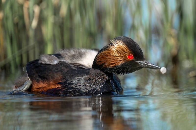 Geoorde fuut, Onnerpolder, 15-05-2024