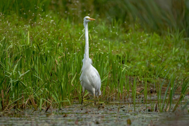 grote-zilverreiger-2-2-standard.jpg
