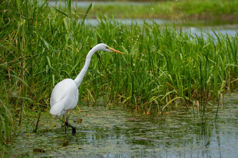 grote-zilverreiger-2-3-standard.jpg
