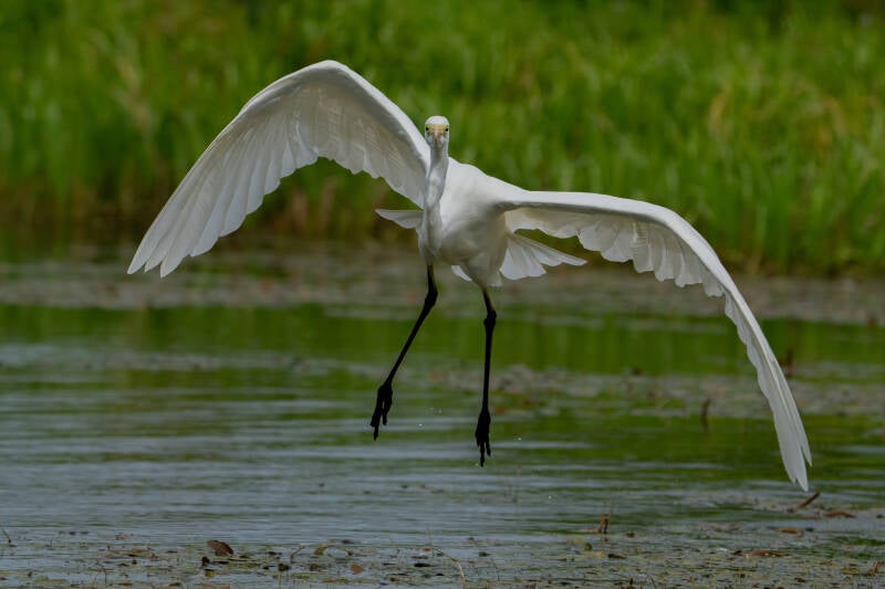 grote-zilverreiger-2-4-standard.jpg