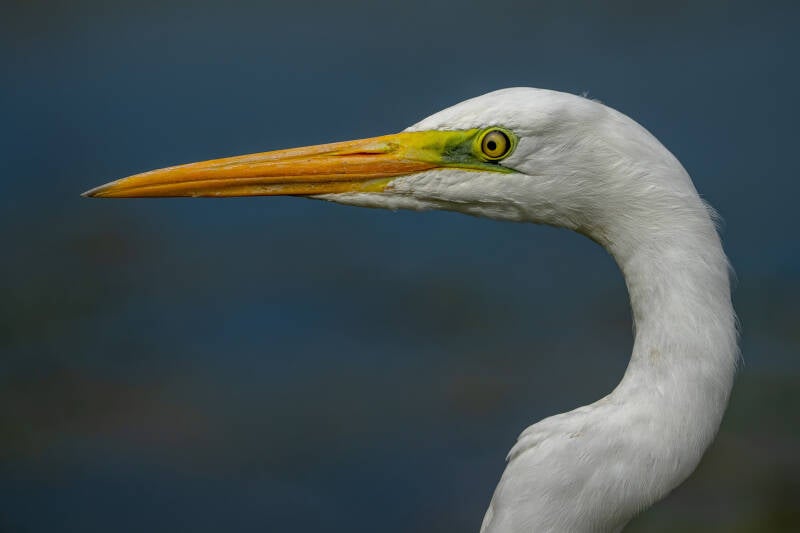 grote-zilverreiger-4-standard.jpg