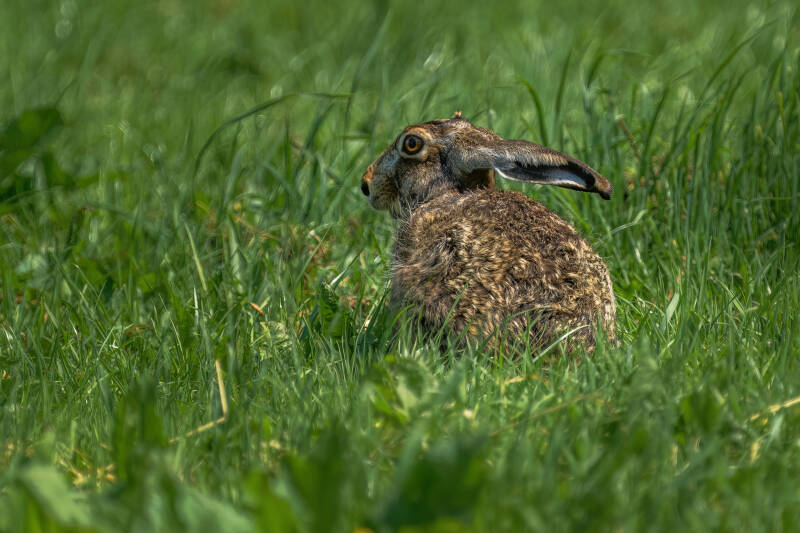 Haas, Onlanden, 12-06-2023