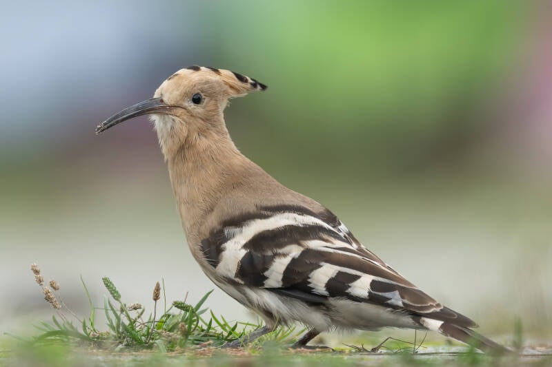 Hop, Groningen, 14-10-2020