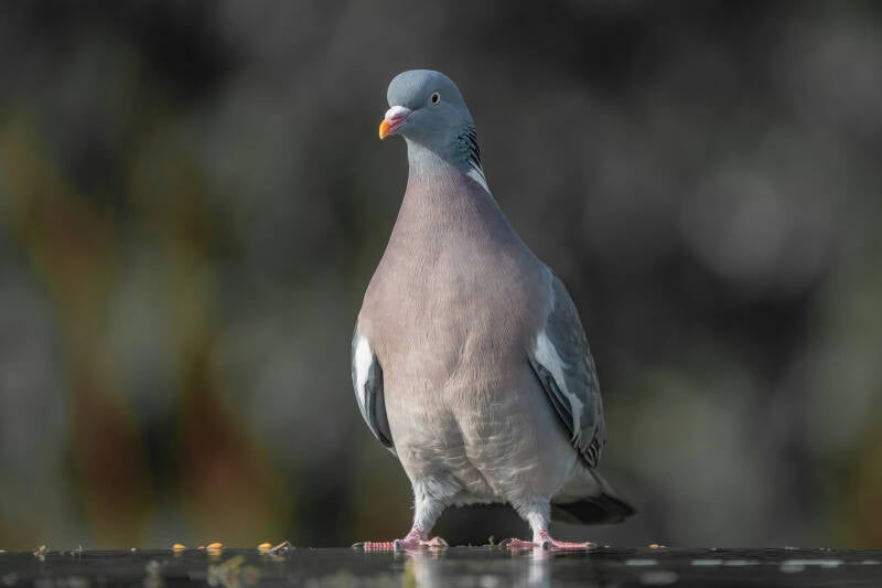 Houtduif