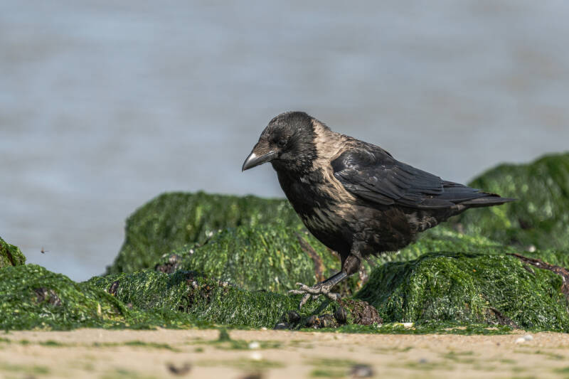 Hybride Bonte kraai &amp; Zwarte kraai, Vlieland 12-06-1021