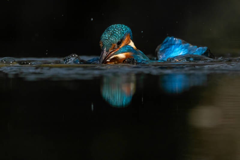ijsvogel