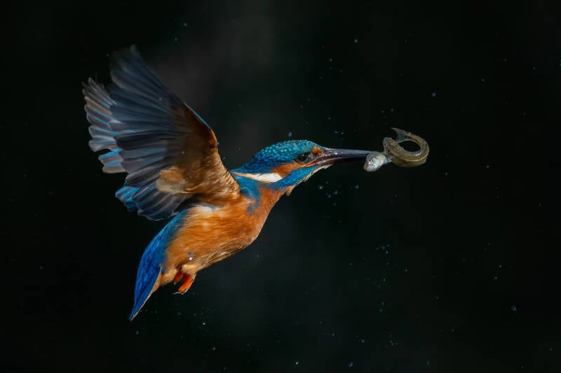 IJsvogel