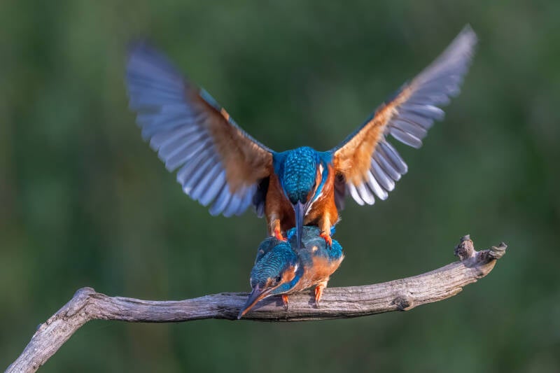 ijsvogel