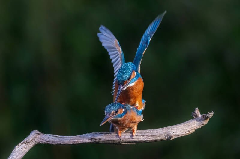 ijsvogel-1-21-standard-7vdy0s.jpg