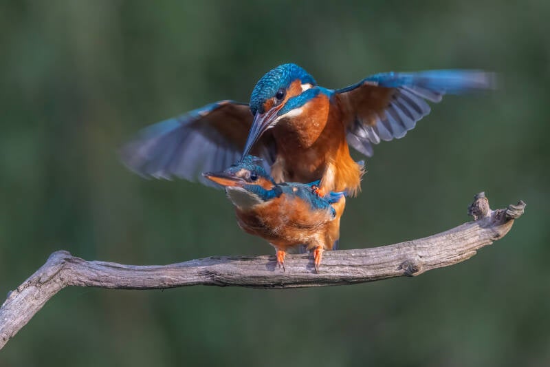 ijsvogel-1-22-standard-nzfec1.jpg