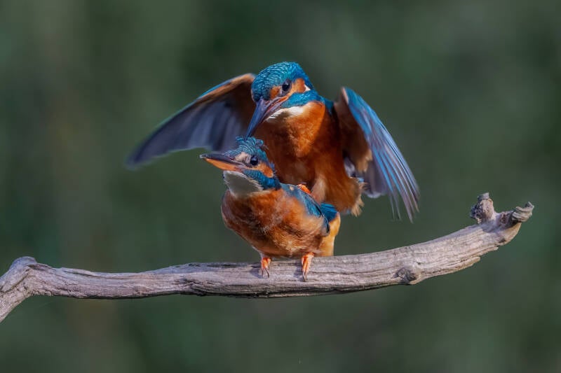 ijsvogel-1-23-standard-vhclnz.jpg