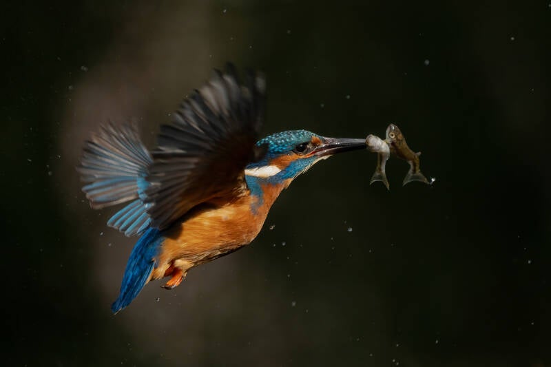 ijsvogel