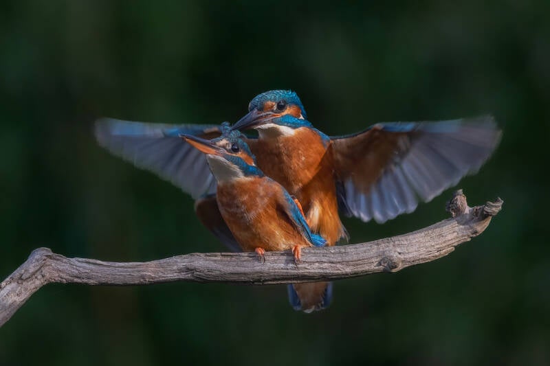 ijsvogel-1-28-standard.jpg