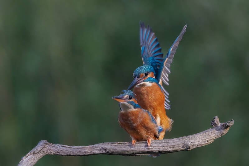ijsvogel-1-29-standard-6ffyre.jpg