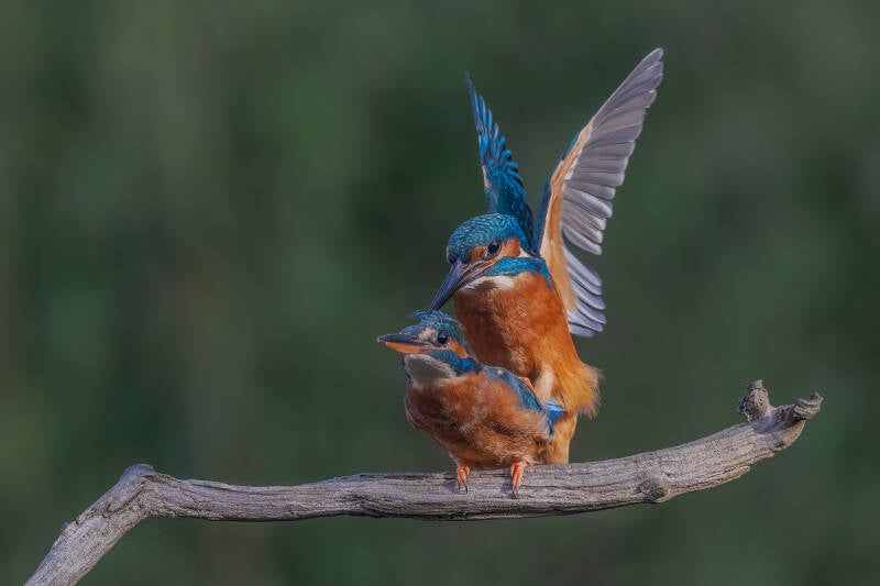 ijsvogel-1-30-standard.jpg