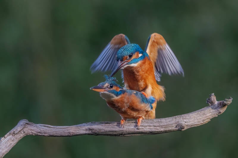 ijsvogel-1-31-standard-pnjijh.jpg