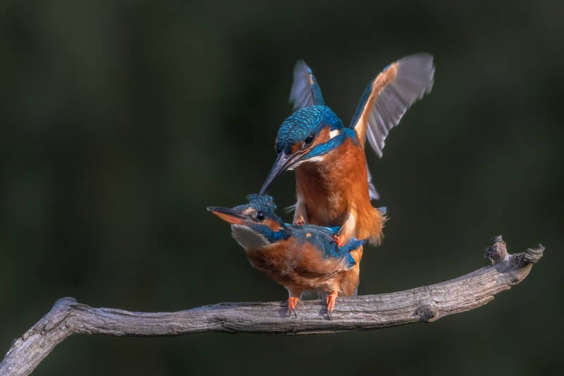 ijsvogel-1-32-standard-n6hbor.jpg