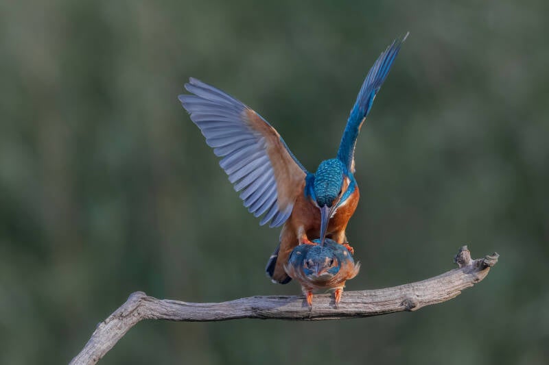 ijsvogel-1-33-standard.jpg