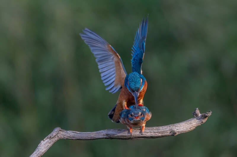 ijsvogel-1-34-standard.jpg