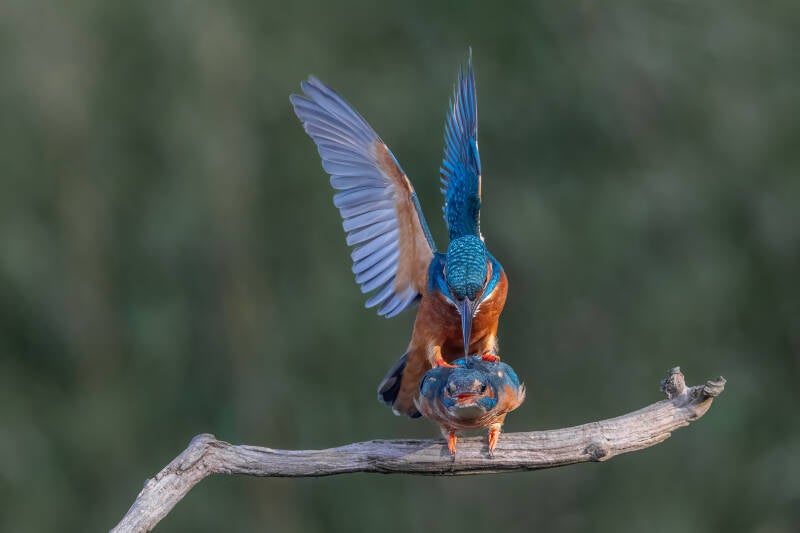 ijsvogel-1-35-standard-e0f1ad.jpg
