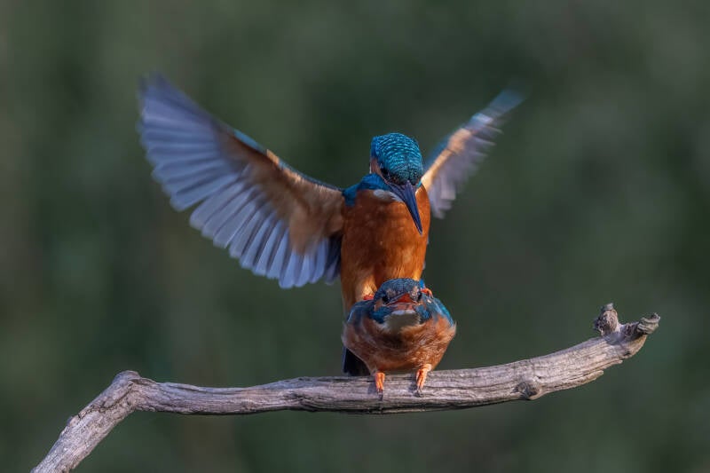 ijsvogel-1-36-standard.jpg