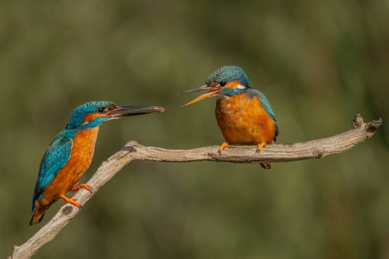 ijsvogel-1-37-standard.jpg