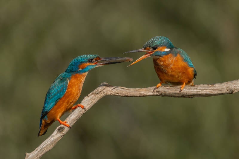 ijsvogel-1-38-standard.jpg